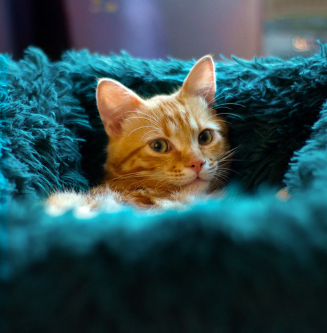 Ginger tabby cat sleeping on a turquoise fluffy bed. He seems relaxed and is looking towards the camera.