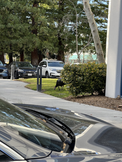 a turkey casually pecking the grass at the googleplex