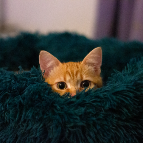 Ginger tabby kitten hiding inside a fluffy teal green pillow, only his wide eyes sticking out.