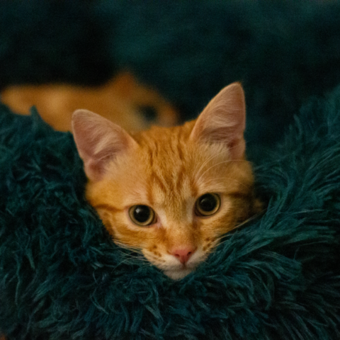 Same as previously, but kitten is now more visible.