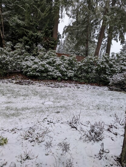 Light snow cover on grass and shrubs of the backyard.