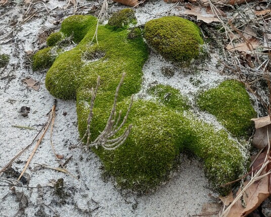 Close-up of a large clump of moss growing on top of the white sand of a dune.