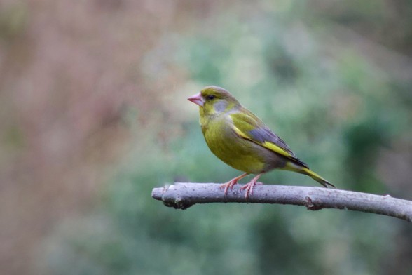 Greenfinch 