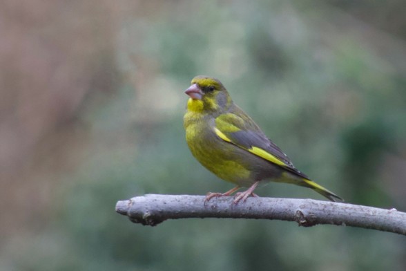 Greenfinch 