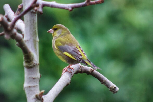 Greenfinch 