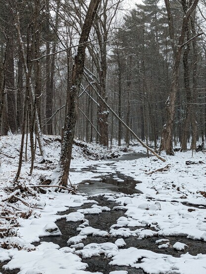 A snow covered forest landscape with trees flanking a creek winding through the woods toward the viewer. The sky is white
