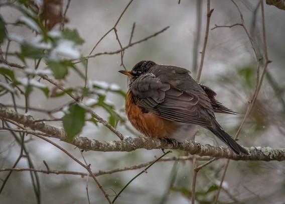 An American Robin, feathers puffed out for warmth, takes shelter from the falling show among the branches of a holly tree. 