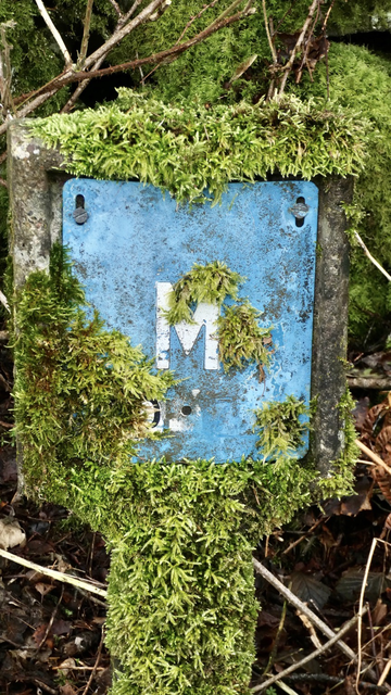 A concrete post with the letter M, with moss surrounding it 