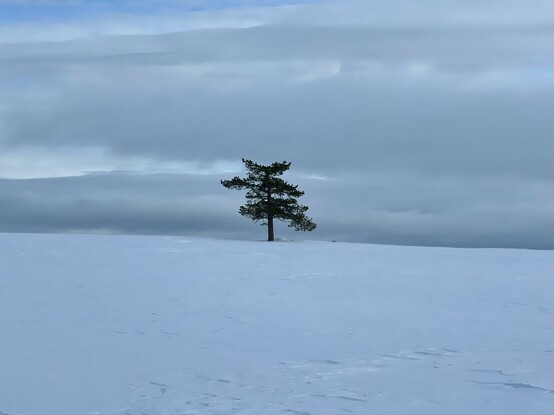 A single tree in a vast, white, snowy landscape. 