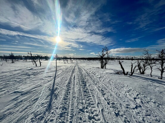 A sunny day on trail. Blue sky, sun shining, flat landscape covered all in a snow. A scooter track with a winter trail sign (red cross on a stick) to the left. Sparse small trees all around (fjällbjörk - mountain birches). 