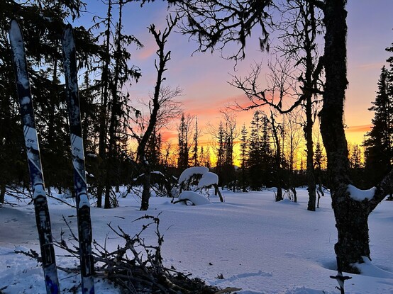 Sun downer in a snow covered forest. Sky glowing in a mix of red, orange and yellow. A pair of ski sticking out of the snow to the left. 