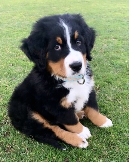 a small bernese mountain puppy sits outside on grass. his body is positioned slightly away from us, but he’s turned his head to look at us with a nonplussed expression. his brown eyebrow dots and side eye indicate his lack of enthusiasm for this new trick.