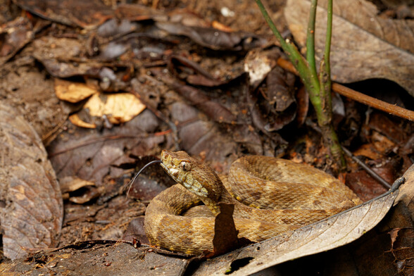 A juvenile Bothrops atrox sits amongst leaves. Being a tan & brown patterned snake, it blends in with the brown leaves on the forest floor very well. It's tongue is out, checking out what we're up to. 