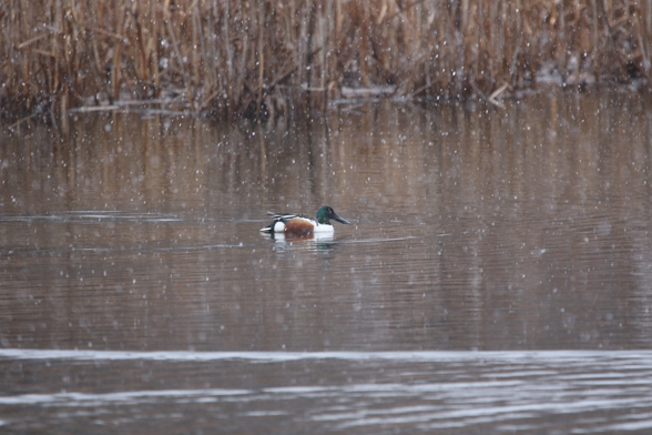 A photo of a male northern shoveler on a pond as snow falls. In the background there are marsh reeds sticking out of the water.