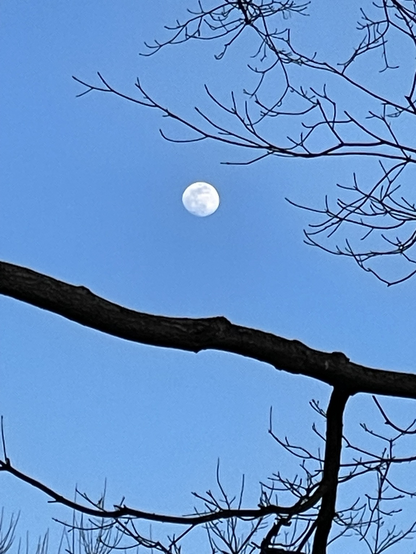 Nearly Full Moon, Winter Trees, at Twilight
