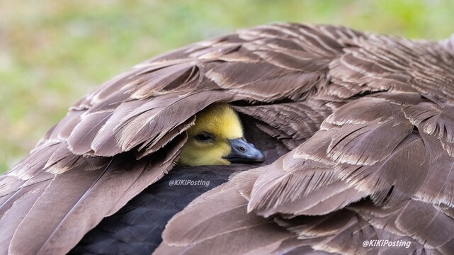 A gosling, afraid of me, ran to mama's protection & his under her wing...and then peaks out from under to see me. 