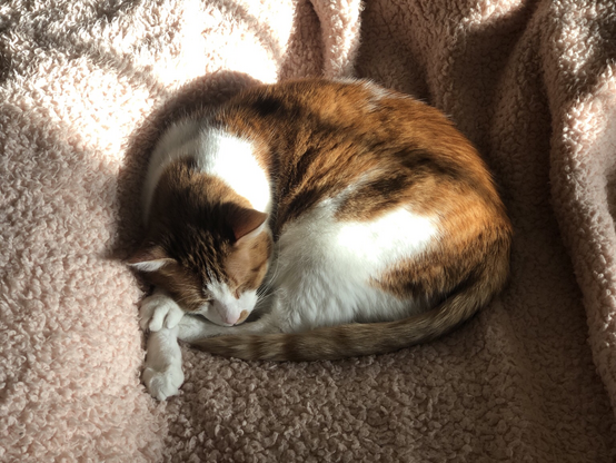 An orange and white cat sleeps curled up on a pink fluffy blanket in a sunbeam, using his paws as pillows.