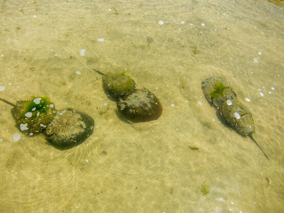 Three pairs of horseshoe crabs copulating in shallow water. The crabs are brown, with rounded shells vaguely reminiscent of a military helmet but tapering at the back end. The telson, the long pointed spike at the rear end of the crab, is visible on the male crabs, which are mounting the females from behind. The shells of all the animals are partly covered with small barnacles. The picture is taken from above the water, and the animals are fully submerged. There are small ripples on the surface of the water, and the bottom is a sandy yellow.