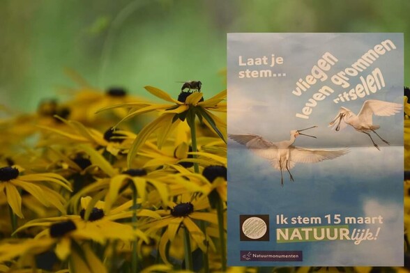 Een foto van gele bloemen met daarop een insect. Links in de foto staat een poster van Natuurmonumenten met daarop de tekst 'Laat je stem vliegen, leven, grommen, ritselen. Ik stem 15 maart natuurlijk'.