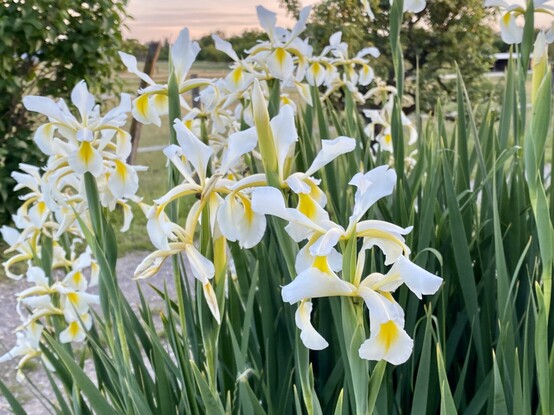 White and yellow iris