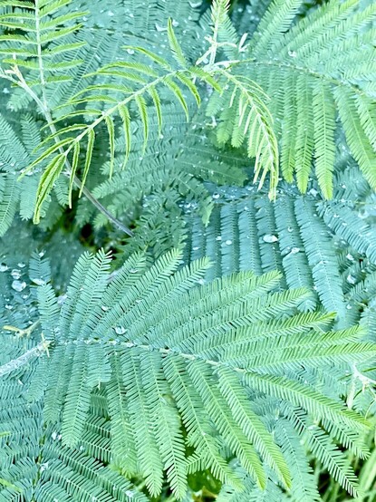 Mimosa leaves and rain drops close up