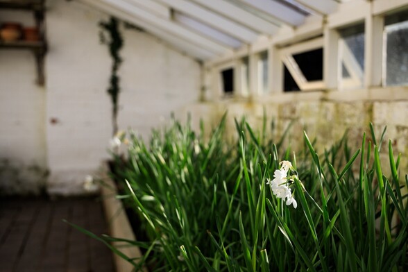 In the foreground toward the bottom right of the image is a flower, its white petals standing out against the green stems behind it.  It is of the same plants that fill the rest of the grow tray stretching back into the glass house, but is the only one clearly in flower.  An early starter bring a sense of spring.  The image becomes more and more out of focus as you look into it. The other plants, the brick of the wall at the far end and the glass roof all indistinct.