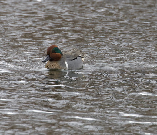 A photo of a green winged teal floating on a pond.