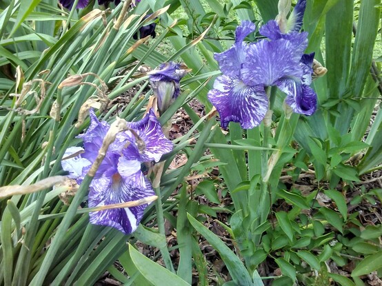 Batik Iris -- two purple bearded iris blossoms with irregular white streaks and orange beards