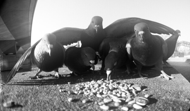 Fisheye (and black-and-white) shot of multiple pigeons eating seeds. One pigeon almost towers over the others, wings outstretched, trying to get to the food.
