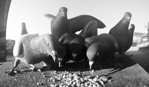 The same shot, a second later, slightly less dramatic-looking but the pigeons are more expressive here.