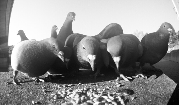 Another shot, the pigeons have gotten a bit closer.