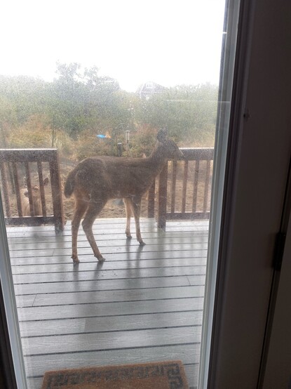 A picture taken from inside through a glass door. Standing on a gray deck is a deer — a young buck who has dropped its antlers. The deer is turning away from looking inside the door. There are brown wood railings to either side of the deer, and to the side of unseen steps into the backyard. To the left of the deer on the deck is another deer, peering through the lower part of railings. Past the deer are bird feeders, trees and bushes. The day is grey and rainy, bent tree limbs are evocative of heavy winds. 
