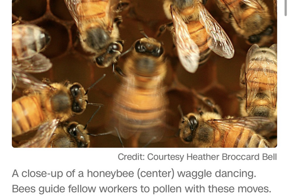 Bees