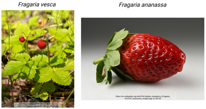 Pictures show two strawberry species (Fragaria vesca and Fragaria ananassa). Details: https://github.com/bpucker/FlavonoidFriday