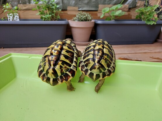 Two Testudo hermanni turtles