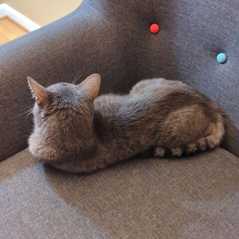 Grey cat with her back to the camera, lying in a weird position