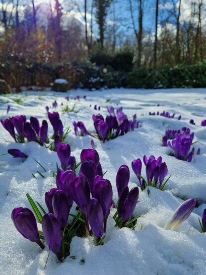 Paarse crocussen in de sneeuw.