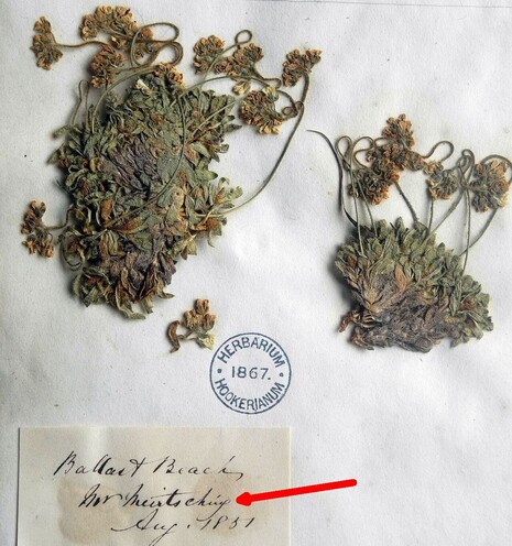 plant collected by Miertsching at Ballast Beach