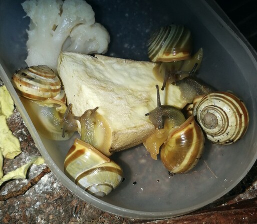 Five grove snails eating a big slice of white sweet potato