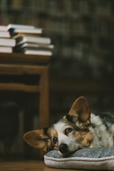 Kleiner Hund vor Bücherstapel und -regalen
