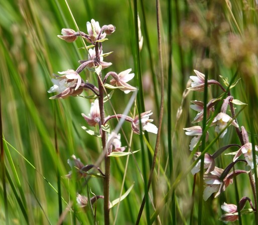 #MoerasWespenOrchis #EpipactisPalustris #MarshHelleborina #SumpStändelWurz