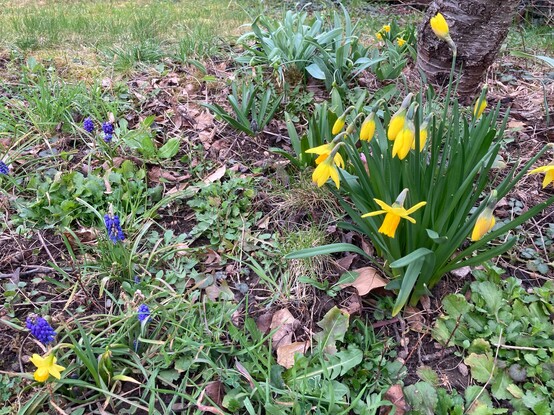 Clump of miniature daffodils at the base of a tree.
