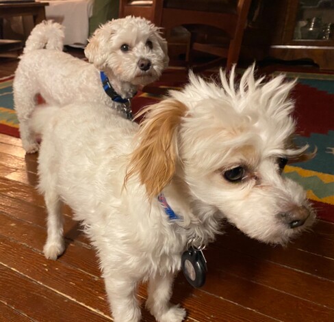 We think Max is about a year old and he appears to be a Maltese-Chihuaua mix.  Marty, 3, stands behind him.  His origins are also unknown but he likely contains Maltese and Poodle.  Both are small (9 and 14 lbs.) whitish dogs.