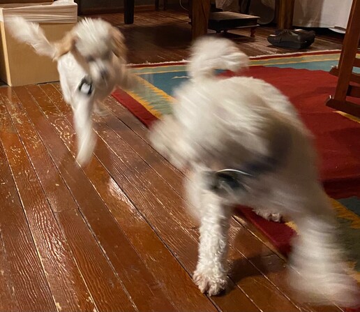 Max chasing Marty.