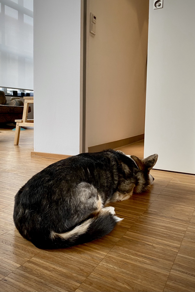 Kleiner Hund liegend vor Badezimmertür