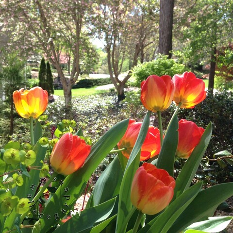 A sunlit collection of red and yellow tulips in the foreground. A garden with trees and filtering sunlight is in the background.