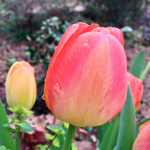 Closeup of the Tulip Flair, which is a rosy pink and butter-yellow.