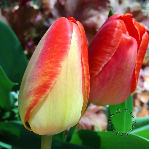 Another view of Tulip Flair buds, showing the variations in color: yellow and red stripes, which change as the flower matures.