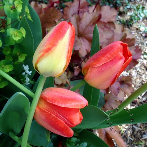 A collection of Flair Tulips, in shades of yellow and red, which are highlighted by foliage in the background.