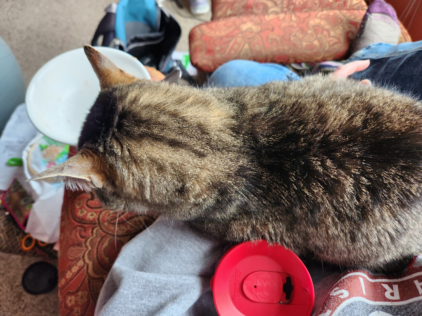 View from above of a tabby cat in my lap. There's an empty oatmeal bowl on the armrest of the chair, and a travel mug of coffee wedged between the cat's body and mine.